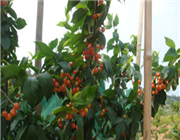 ��̫�(y��ng)�F(xi��n)�����e�r(n��ng)�f